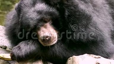 亚洲黑熊熊熊，喜玛拉雅黑熊睡觉