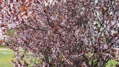 粉花梅树枝，红杉，在春天季节。