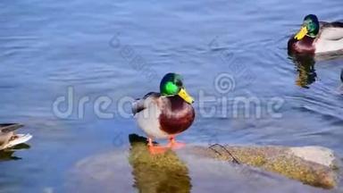 美丽的马拉德鸭子在池塘里。 <strong>高清高清</strong>