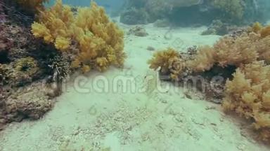 热带鱼在海底珊瑚礁附近游泳。 水下景观在清澈的海水中游鱼。 观看