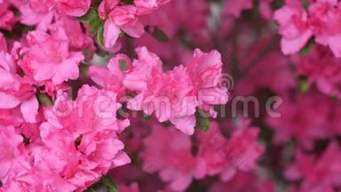 夏季花卉系列，大片粉红色杜鹃花丛开花，花需要保持<strong>湿润</strong>