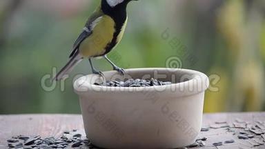 鸟在喂食器里啄食种子