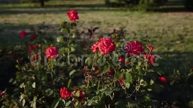 春天灌木丛上的红玫瑰花。 在大自然中绽放的野生玫瑰臀部。 布里亚，野玫瑰，狗玫瑰。 为您准备的鲜花