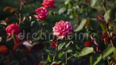 春天灌木丛上的<strong>红玫瑰</strong>花。 在大自然中绽放的野生玫瑰臀部。 布里亚，野玫瑰，狗玫瑰。 为您准备的鲜花
