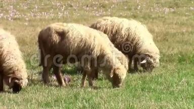 在<strong>繁花</strong>似锦的牧场放牧的绵羊.