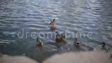 鸭子在<strong>水里游</strong>泳。