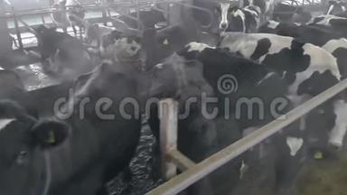 牛在牛棚里吃东西，看着镜头