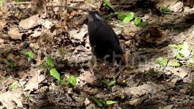 黑鸟在甲虫幼虫干燥的叶子下搜寻