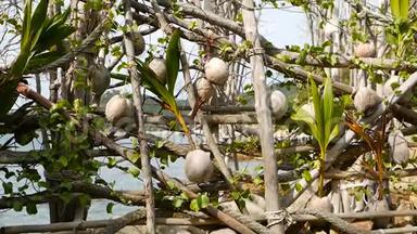椰子在花园里作为装饰生长。 奇异的热带椰子挂在棕榈树上，绿叶被阳光照亮。 方式