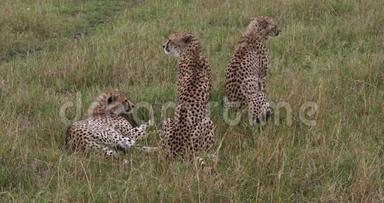 猎豹，<strong>美洲豹</strong>，成年人站在草地上，马赛马拉公园在肯尼亚，