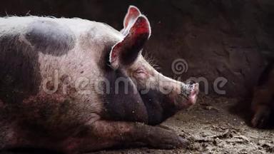 猪圈里的大猪，斑斑的猪躺在猪圈里的污秽中，沉睡的猪，侧面看