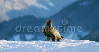 冬天，骄傲的金鹰在山上吃掉一只死动物