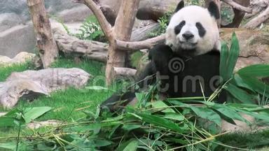 一只可爱的大熊猫吃竹子动物园