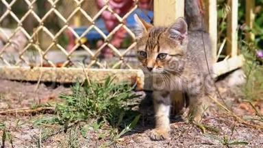 流浪的灰色小猫正在街上的篱笆边<strong>走来走</strong>去。慢动作。