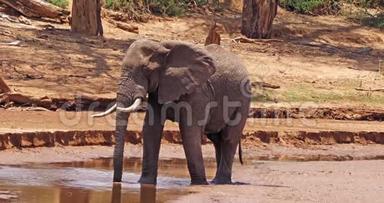 非洲象，非洲象，成人在<strong>河边</strong>洗澡，肯尼亚的桑布鲁<strong>公园</strong>，