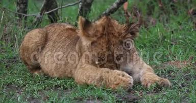 非洲狮子，美洲狮狮子，幼狮舔它的爪，马赛马拉公园在肯尼亚，