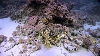 维奥莱特·特里达克纳·斯库阿莫斯巨大的身躯渗入海中的珊瑚碎片之间。