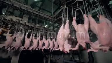 许多震动鸡体悬挂在家禽工厂<strong>线上</strong>。