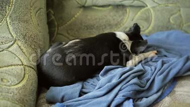 小可爱的吉娃娃狗休息，睡在沙发上的蓝色抹布。 狗跑到主人的电话前