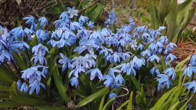 花园里的蓝花被风吹拂