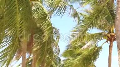绿棕树迎风招展在夏日海滩背景蓝天.. <strong>晴朗</strong>的天空背景下的椰子棕榈树。