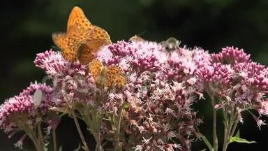 飞舞的蝴蝶，大自然花朵上的蝴蝶，带着昆虫的园景