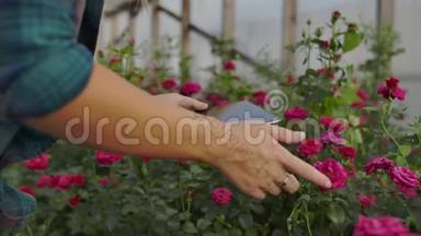 美女花商拿着平板电脑在温室里走来走去，查看种植的玫瑰，记录下