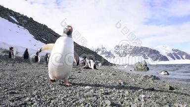 在山毛榉上的企鹅