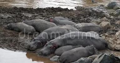 河马，河马两栖动物，在河边休息的团体，肯尼亚的马赛马拉公园，