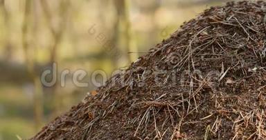 红森林蚂蚁-Formica Rufa-在无烟煤宏观照片，大无烟煤关闭，蚂蚁移动在无烟煤。 红色背景