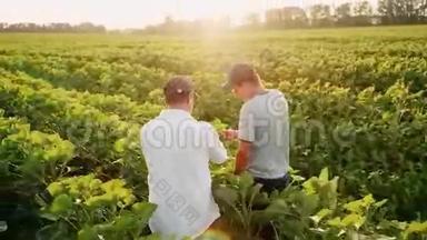 两个农户实地沟通.. 在高大的向日葵植物中前行