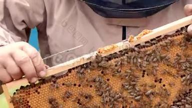 工作的养蜂人收集蜂蜜。 蜜蜂成群结队地<strong>飞</strong>来飞去</strong>