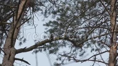 鸟树，啄木鸟栖息在树枝上，寻找害虫