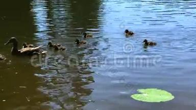 妈妈带着<strong>小鸭</strong>子在湖里游泳
