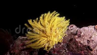 马尔代夫海底棘皮动物的黄海百合科。