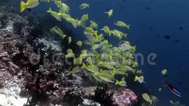 学校的卢西安鱼条纹捕鱼器水下惊人的海底在马尔代夫。
