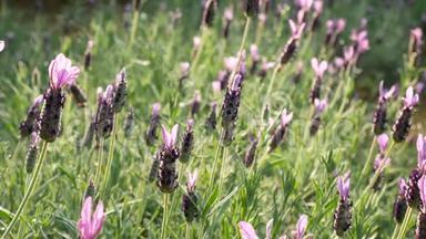 清晨阳光照射下的紫罗兰花丛，让人耳目一新。蜜蜂和昆虫到处飞
