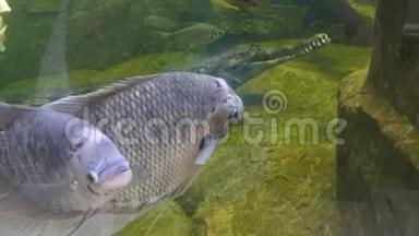 大鱼和鳄鱼在高河露天动物园的水族馆游泳。 泰国