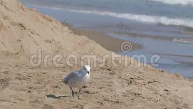 大而美丽的白海鸥走在沙滩上<strong>碧蓝</strong>的海边