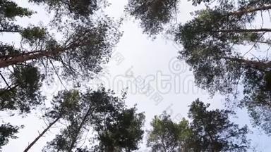 高加索森林的天空观。 森林中的树木——树叶顶天立地的树冠.. 树顶和树顶