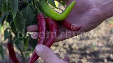 男人`手在他们的植物里摘辣椒。 收获农产品。