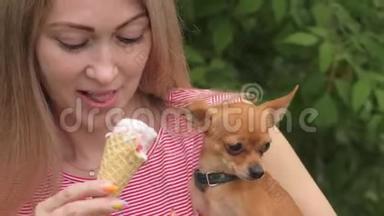 狗舔<strong>冰淇淋</strong>。 一个女人的忠实宠物坐在她的怀里。 玩具狗吃美味的<strong>冰淇淋</strong>