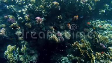 4K美丽的珊瑚礁水下视频，上面生长着海葵和海草，还有五颜六色的鱼在游动