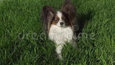 美丽的狗帕皮龙躺在绿色的草坪上，环顾四周的股票录像