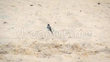 白色的摇尾巴站在沙滩上，清洗羽毛，摇尾巴