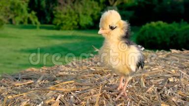 可爱的黄色小鸡，波兰小鸡宝宝，站在干草堆上，外面是金色的夏日阳光