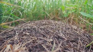 昆虫团队合作理念蚁丘在森林中。 森林里草地上有蚂蚁的生活方式的大蚁丘