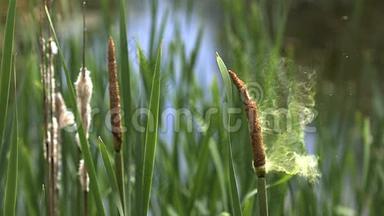 大芦苇或芦苇，斑疹伤寒，花粉从植物释放，在诺曼底池塘。