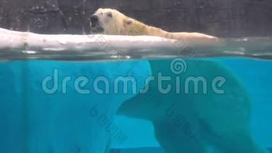 4K，北极熊在动物园游泳