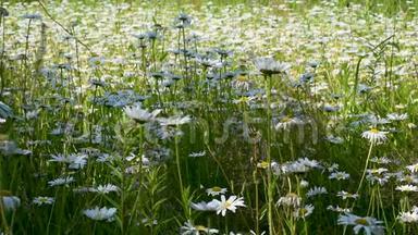 野地的许多白雏菊在绿草中
